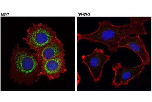 Immunofluorescence Image 1: Mcl-1 (D5V5L) Rabbit Monoclonal Antibody