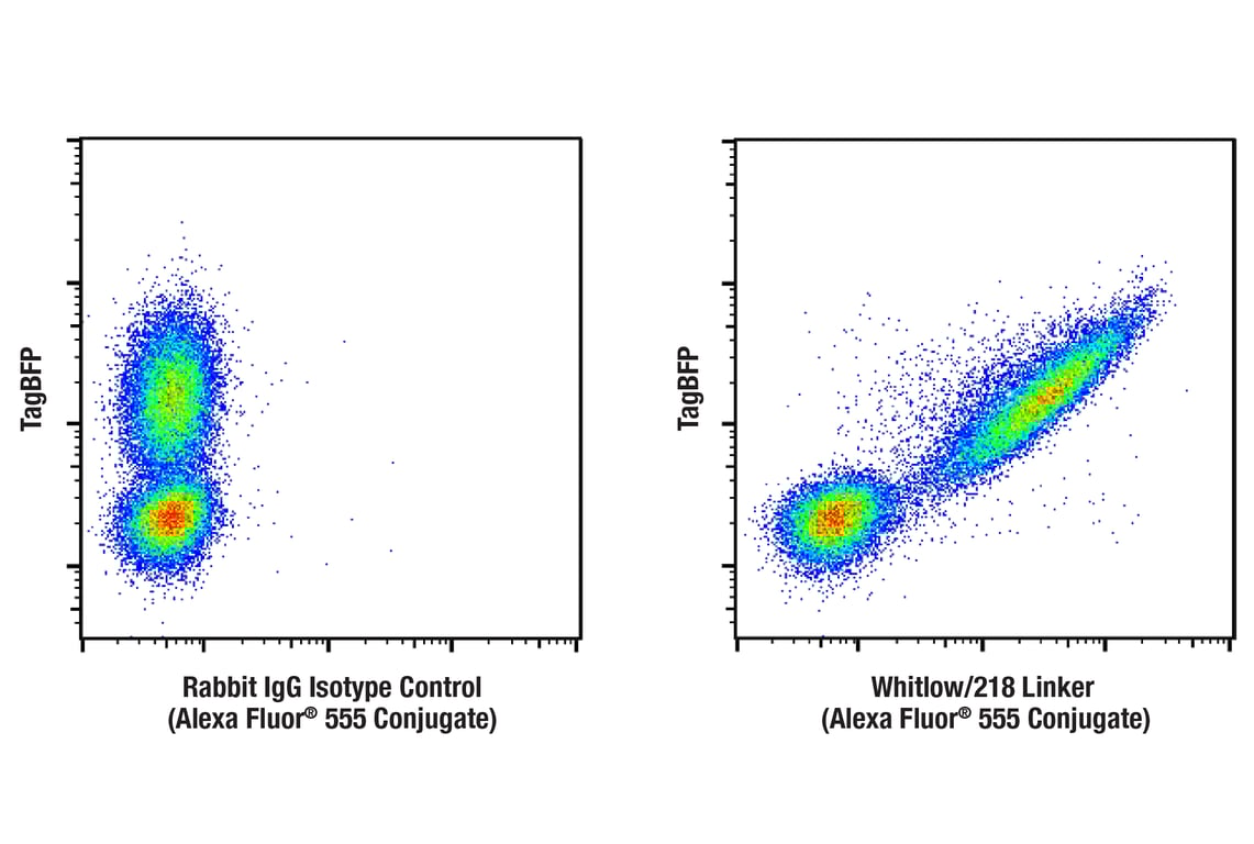 Flow Cytometry Image 1: Whitlow/218 Linker (E3U7Q) Rabbit Monoclonal Antibody (Alexa Fluor<sup>®</sup> 555 Conjugate)