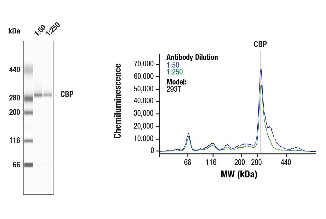 Western Blotting Image 1: CBP (D6C5) Rabbit Monoclonal Antibody