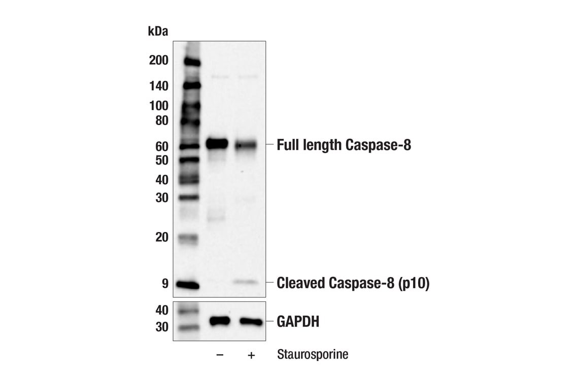 Western Blotting Image 3: Caspase-8 (F5K9P) Rabbit Monoclonal Antibody (BSA and Azide Free)
