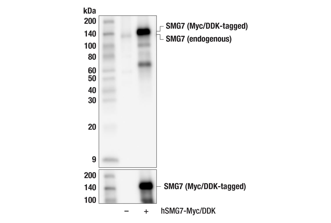 Western Blotting Image 3: SMG7 (F9W1J) Rabbit Monoclonal Antibody