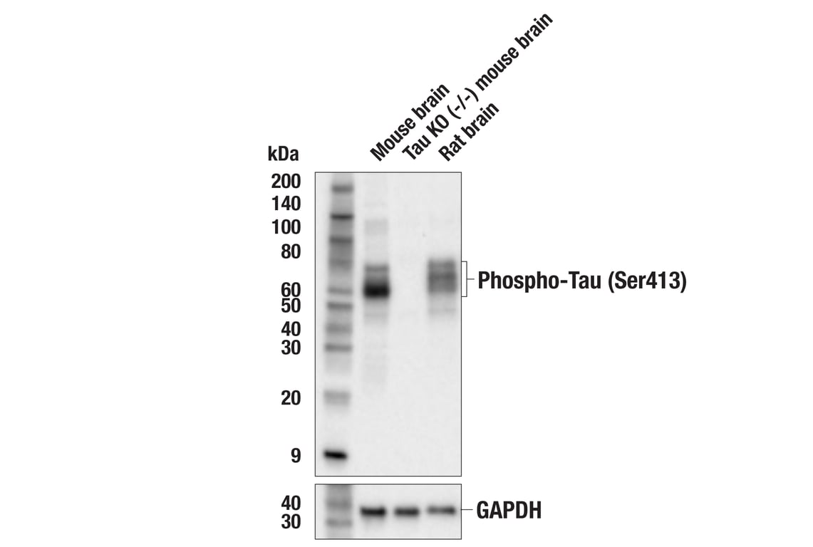 Western Blotting Image 2: Phospho-Tau (Ser413) (E4Y6M) Rabbit Monoclonal Antibody