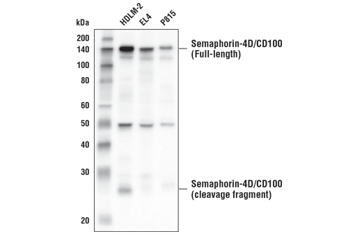 Western Blotting Image 2: Semaphorin-4D/CD100 (E8S8A) Rabbit Monoclonal Antibody