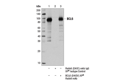 Immunoprecipitation Image 1: BCL6 (D4I2V) Rabbit Monoclonal Antibody