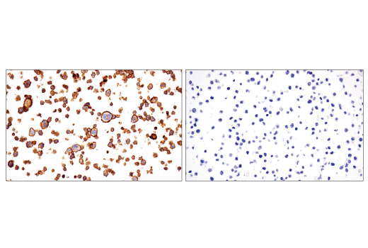 Immunohistochemistry Image 4: CD86 (E2G8P) Rabbit Monoclonal Antibody (BSA and Azide Free)