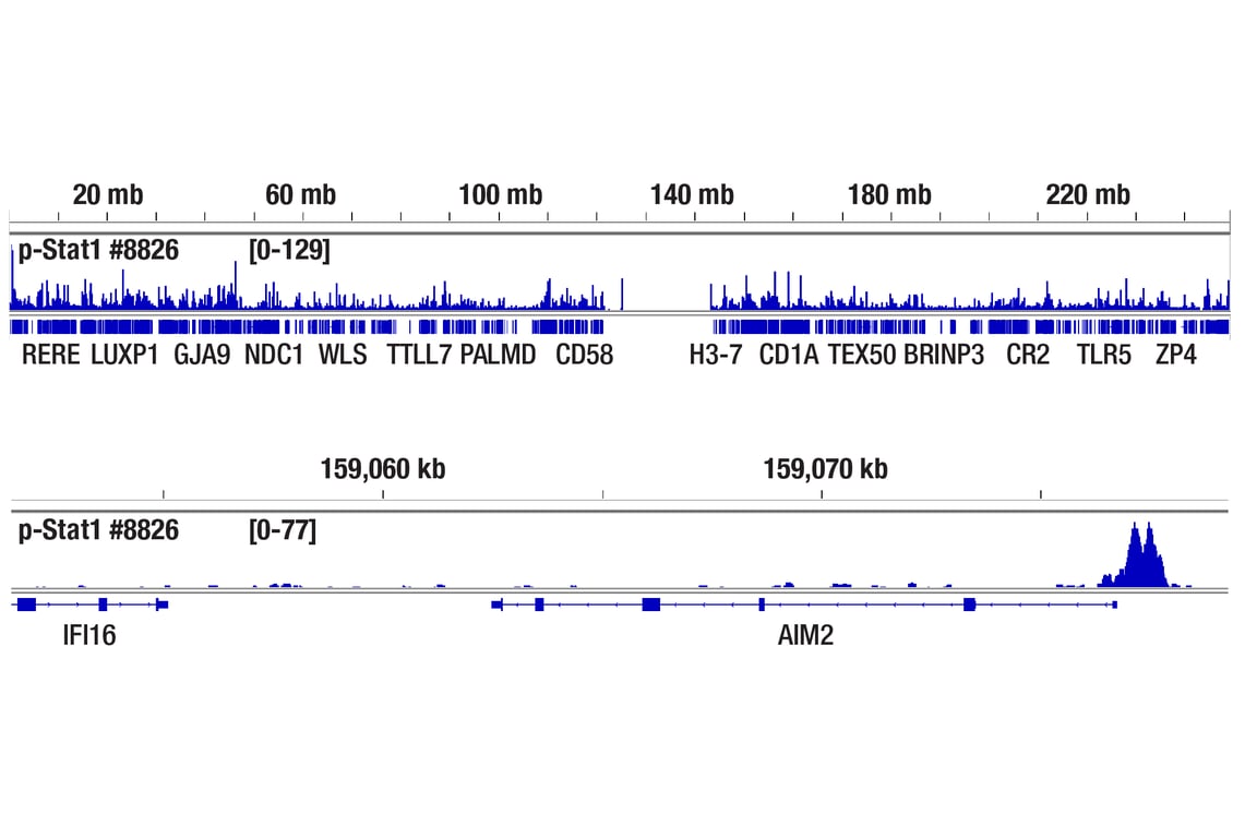 undefined Image 49: Type I Interferon Induction and Signaling Antibody Sampler Kit
