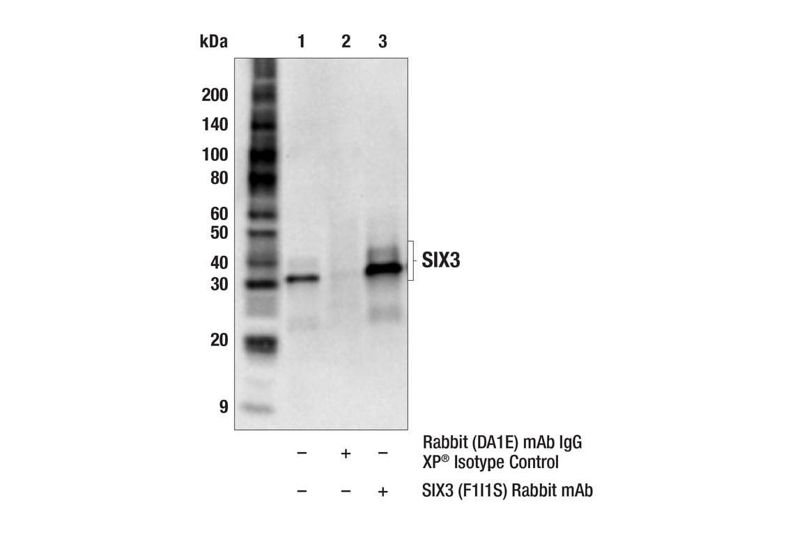 Immunoprecipitation Image 1: SIX3 (F1I1S) Rabbit Monoclonal Antibody