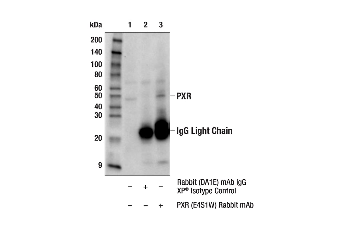 Immunoprecipitation Image 1: PXR (E4S1W) Rabbit Monoclonal Antibody