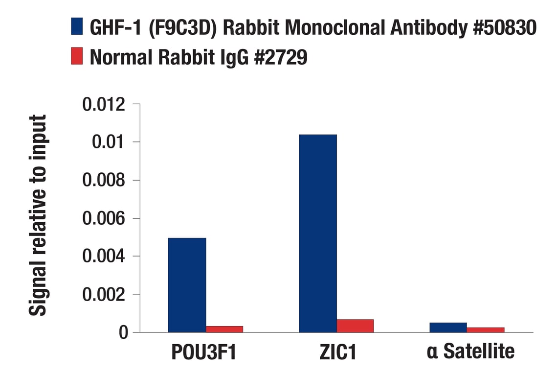 Chromatin Immunoprecipitation Image 1: GHF-1 (F9C3D) Rabbit Monoclonal Antibody