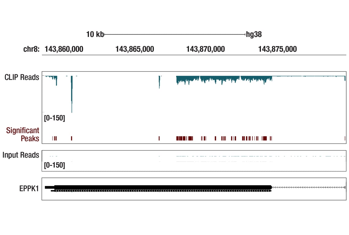 undefined Image 44: Glutamine Metabolism Antibody Sampler Kit