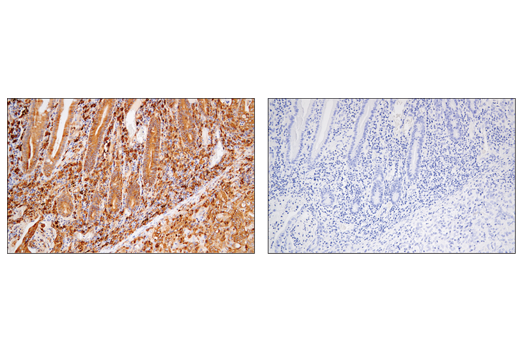 Immunohistochemistry Image 2: MHC Class II (LGII-612.14) Mouse Monoclonal Antibody