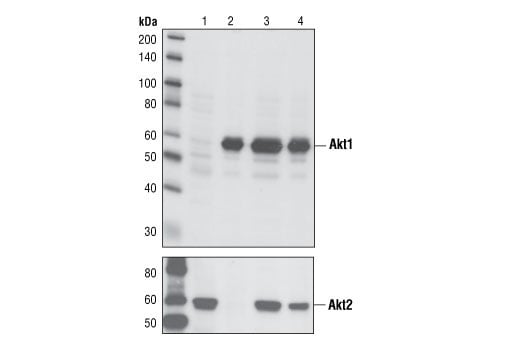 undefined Image 2: Akt Isoform Antibody Sampler Kit