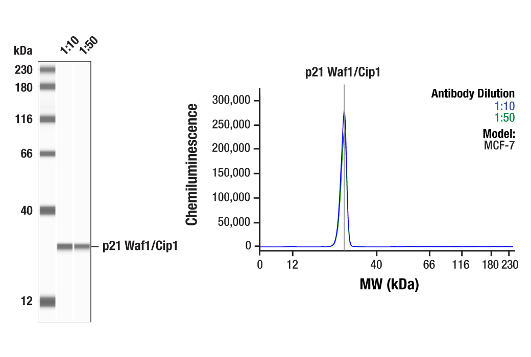 Western Blotting Image 1: p21 Waf1/Cip1 (12D1) Rabbit Monoclonal Antibody