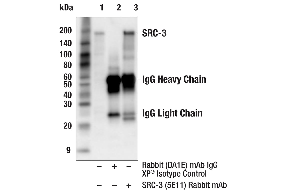 Immunoprecipitation Image 1: SRC-3 (5E11) Rabbit Monoclonal Antibody
