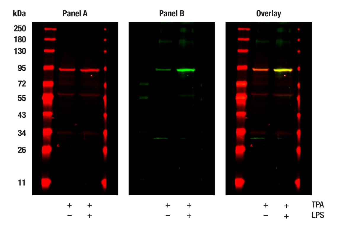 Western Blotting Image 1: Phospho-TBK1/NAK (Ser172) (D52C2) Rabbit Monoclonal Antibody
