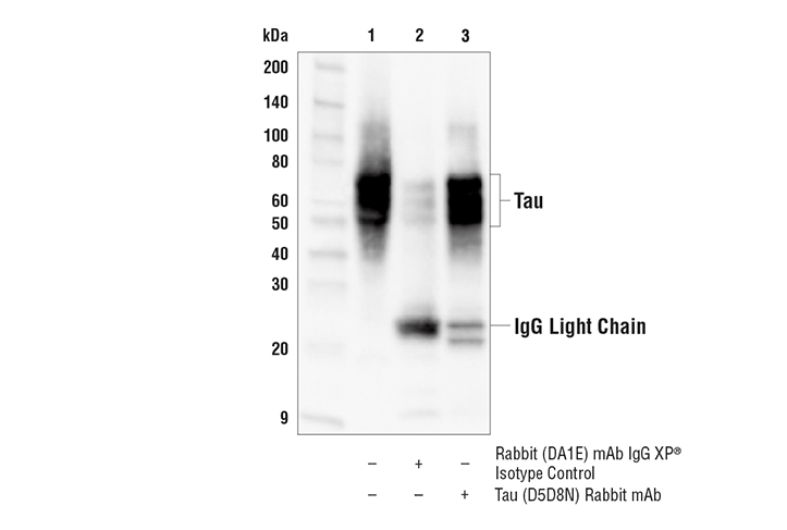 Immunoprecipitation Image 1: Tau (D5D8N) Rabbit Monoclonal Antibody