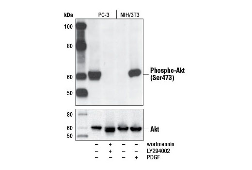 Western Blotting Image 1: Phospho-Akt (Ser473) (D9E) XP<sup>®</sup> Rabbit mAb (BSA and Azide Free)