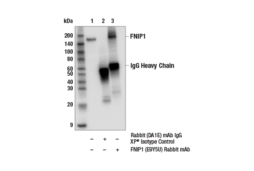 Immunoprecipitation Image 1: FNIP1 (E9Y5U) Rabbit Monoclonal Antibody