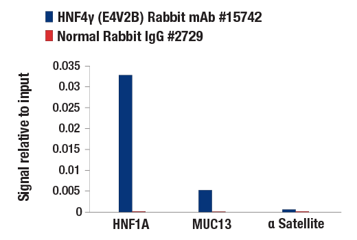 Chromatin Immunoprecipitation Image 1: HNF-4 gamma (E4V2B) Rabbit Monoclonal Antibody