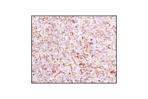 Immunohistochemistry Image 4: beta-Actin (13E5) Rabbit Monoclonal Antibody (BSA and Azide Free)