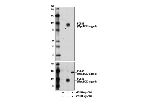 Western Blotting Image 2: PDE4B (D7R1Y) Rabbit Monoclonal Antibody