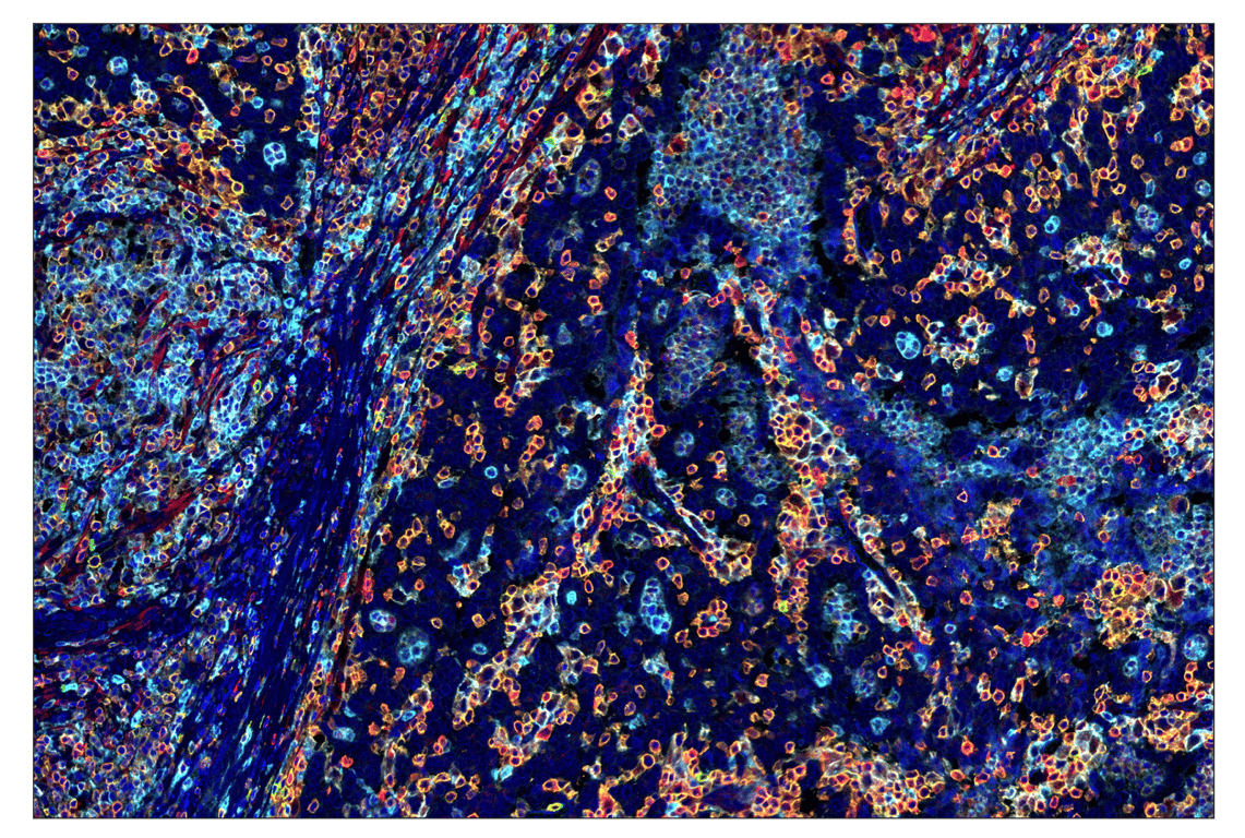 Immunohistochemistry Image 6: SignalStar<sup>™</sup> Midplex IHC Buffer Kit