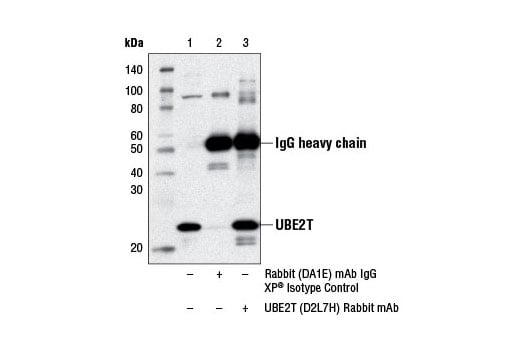 Immunoprecipitation Image 1: UBE2T (D2L7H) Rabbit Monoclonal Antibody
