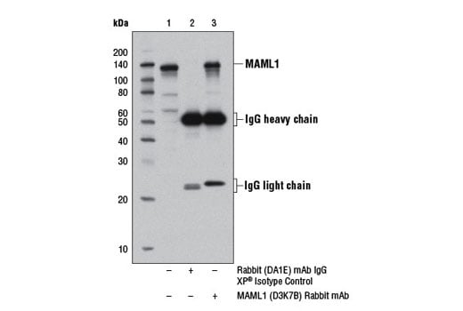 Immunoprecipitation Image 1: MAML1 (D3K7B) Rabbit Monoclonal Antibody