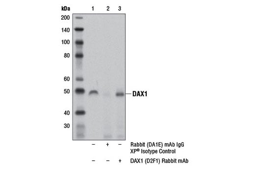 Immunoprecipitation Image 1: DAX1 (D2F1) Rabbit Monoclonal Antibody
