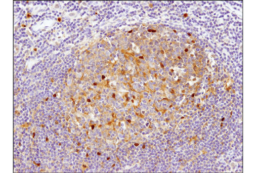Immunohistochemistry Image 2: RelB (D7D7W) Rabbit Monoclonal Antibody (BSA and Azide Free)
