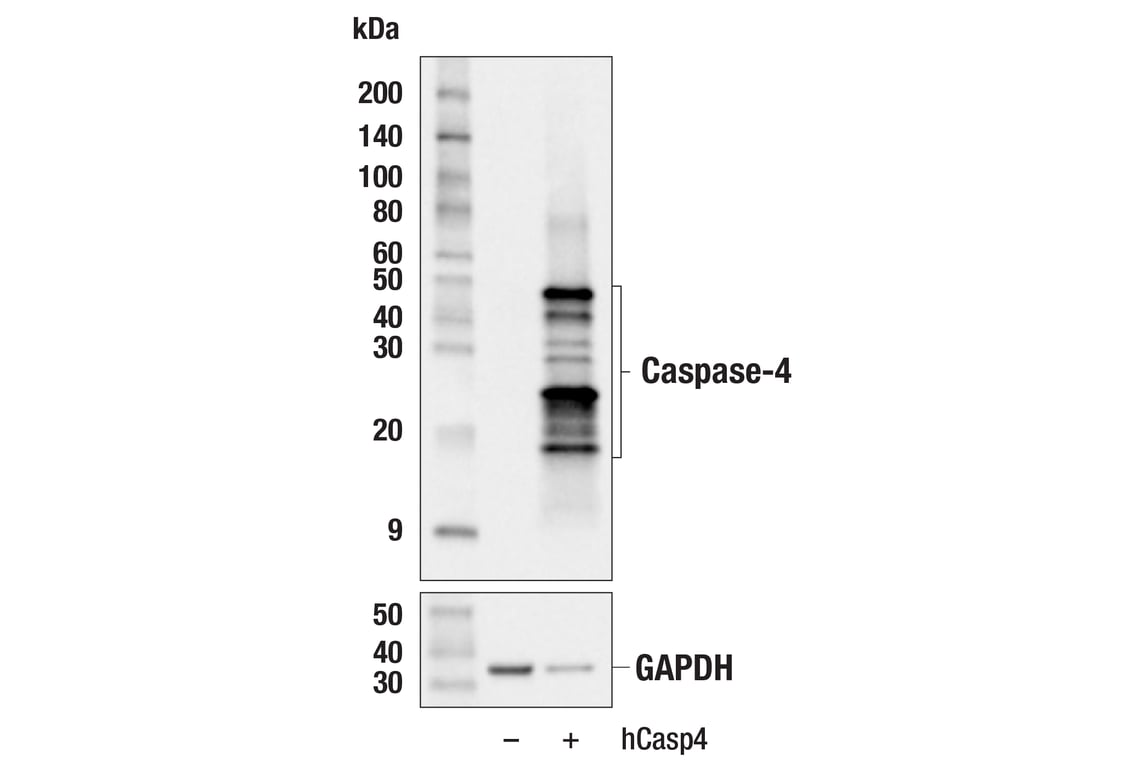Western Blotting Image 3: Caspase-4 (F4T9L) Rabbit Monoclonal Antibody