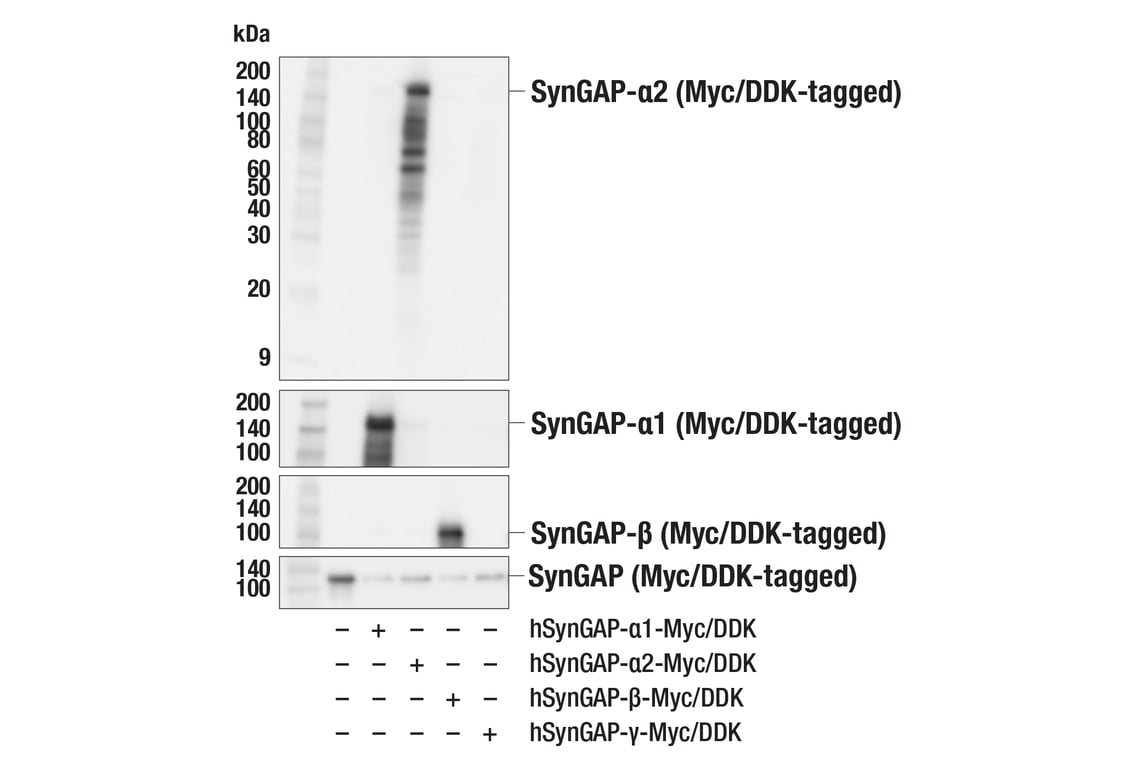 Western Blotting Image 4: SynGAP-alpha2 (E4Y6I) Rabbit Monoclonal Antibody