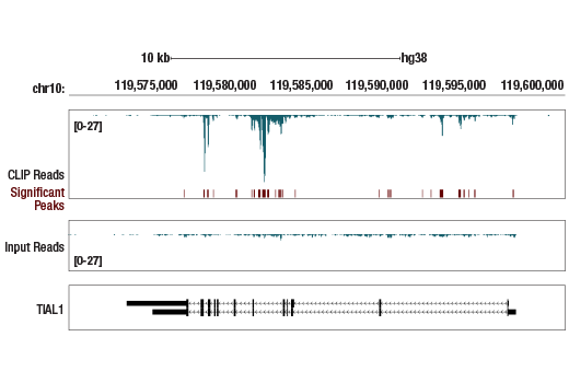 eCLIP Image 1: TIAR (D32D3) Rabbit Monoclonal Antibody