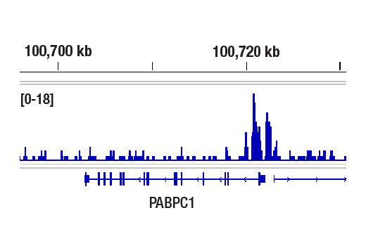 CUT & RUN Image 1: DOT1L (D1W4Z) Rabbit Monoclonal Antibody