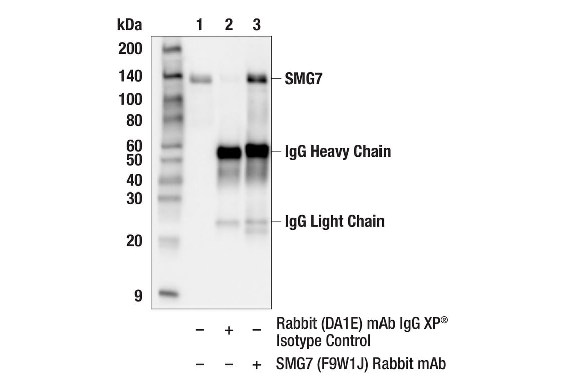 Immunoprecipitation Image 1: SMG7 (F9W1J) Rabbit Monoclonal Antibody