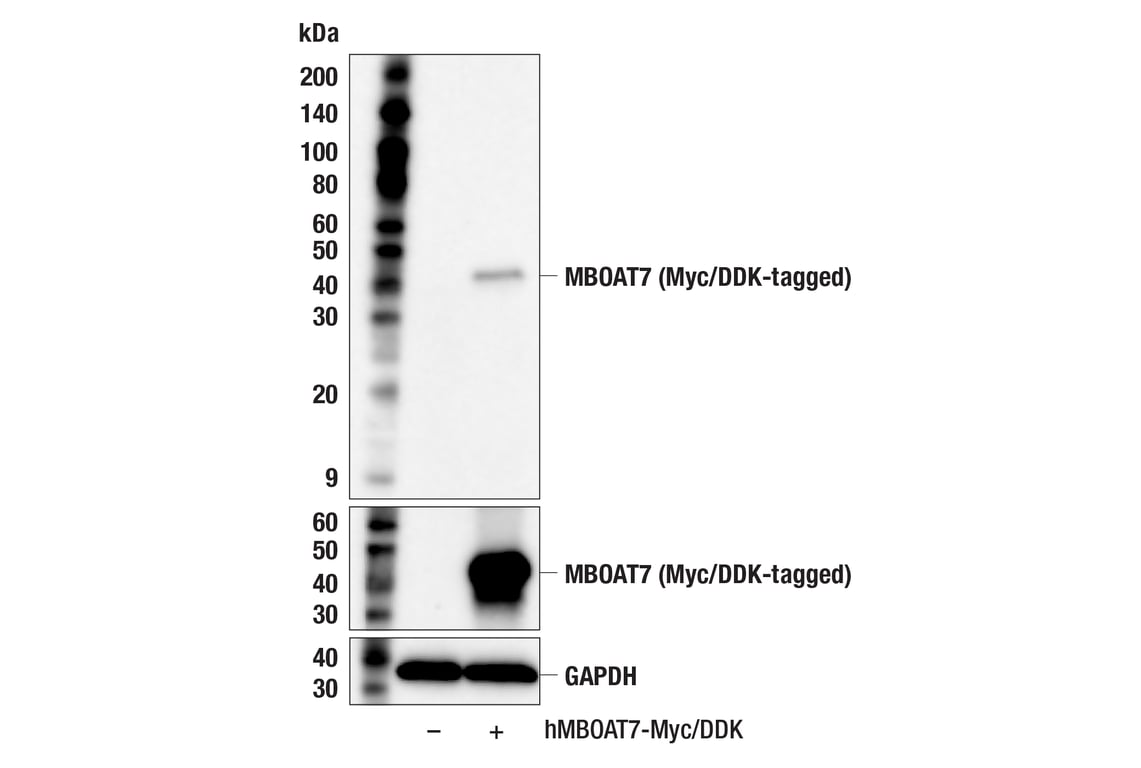 Western Blotting Image 2: MBOAT7 (F6A3Y) Rabbit Monoclonal Antibody