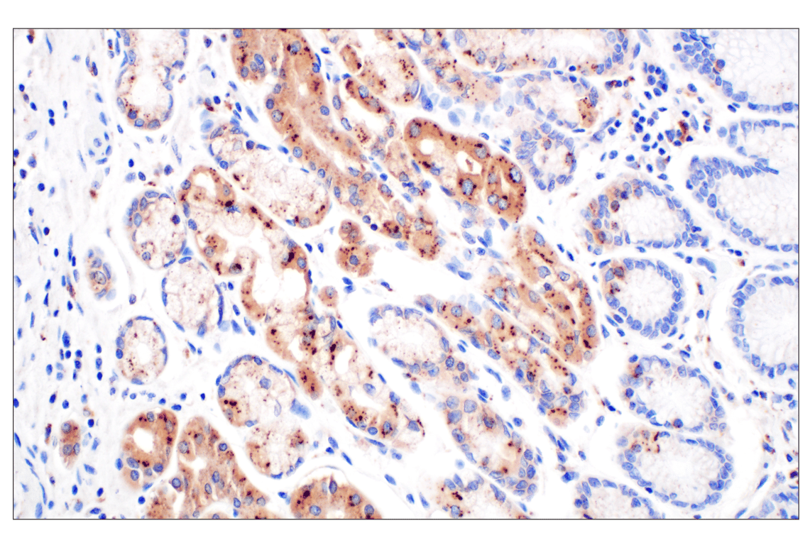 Immunohistochemistry Image 9: Cathepsin A (F8X9E) Rabbit Monoclonal Antibody