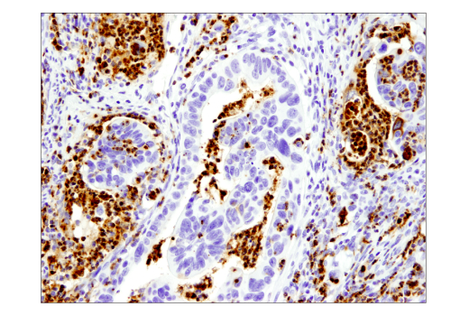 Immunohistochemistry Image 1: Myeloperoxidase (E1E7I) Rabbit Monoclonal Antibody (BSA and Azide Free)