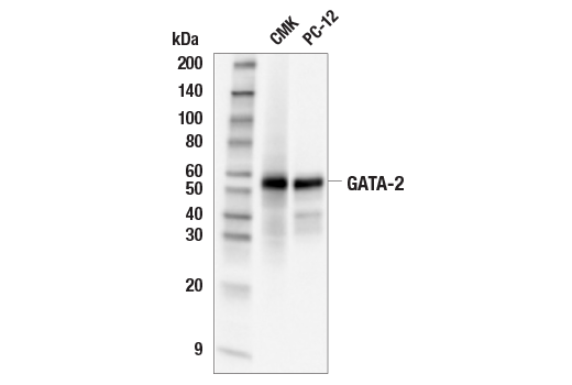 Western Blotting Image 2: GATA-2 (E9T6F) Rabbit Monoclonal Antibody
