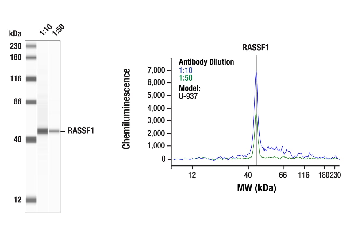 Western Blotting Image 1: RASSF1 (E7T6O) Rabbit Monoclonal Antibody