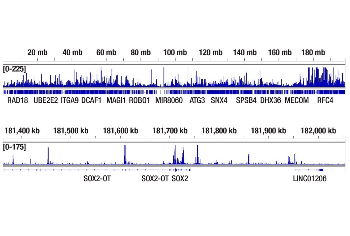 CUT & Tag Image 2: Nanog (D73G4) Rabbit Monoclonal Antibody (ChIP Formulated)