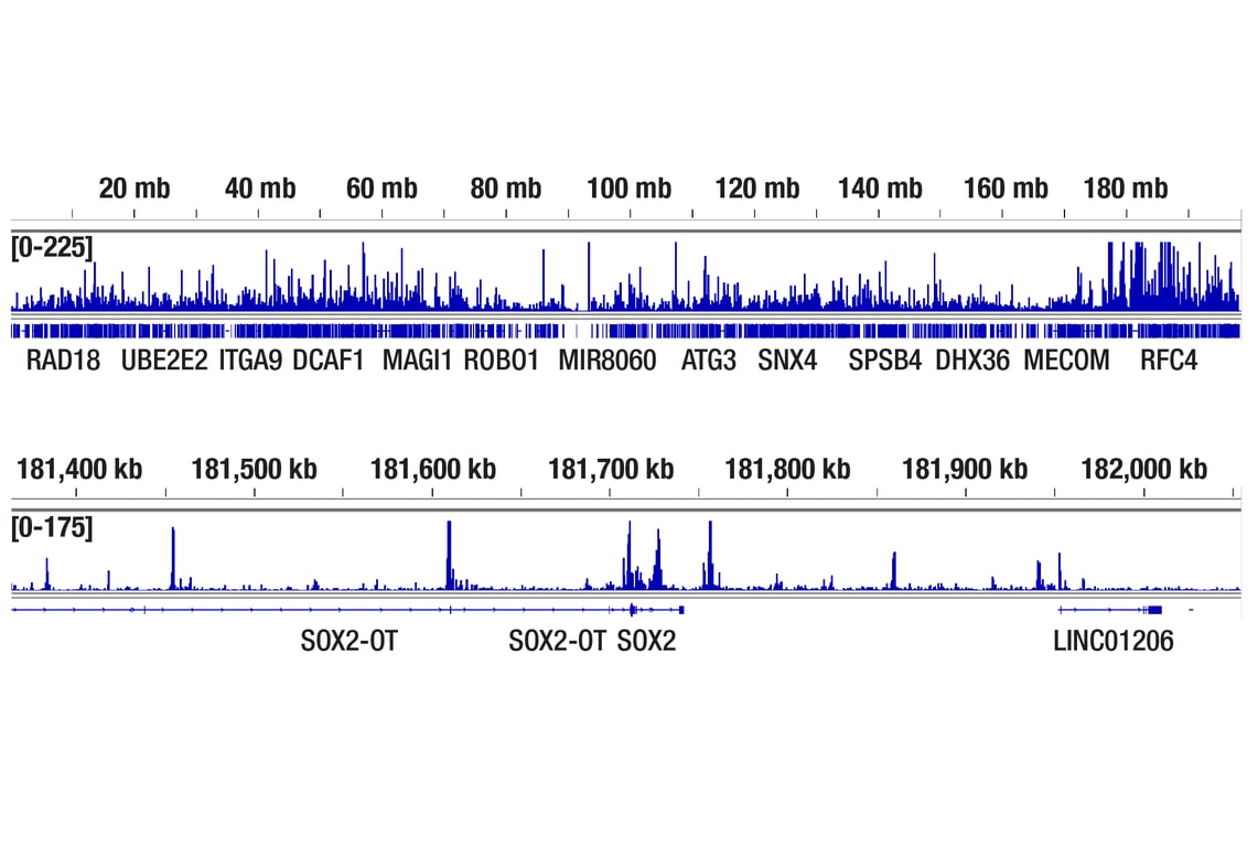 CUT & Tag Image 2: Nanog (D73G4) XP<sup>®</sup> Rabbit mAb (ChIP Formulated)