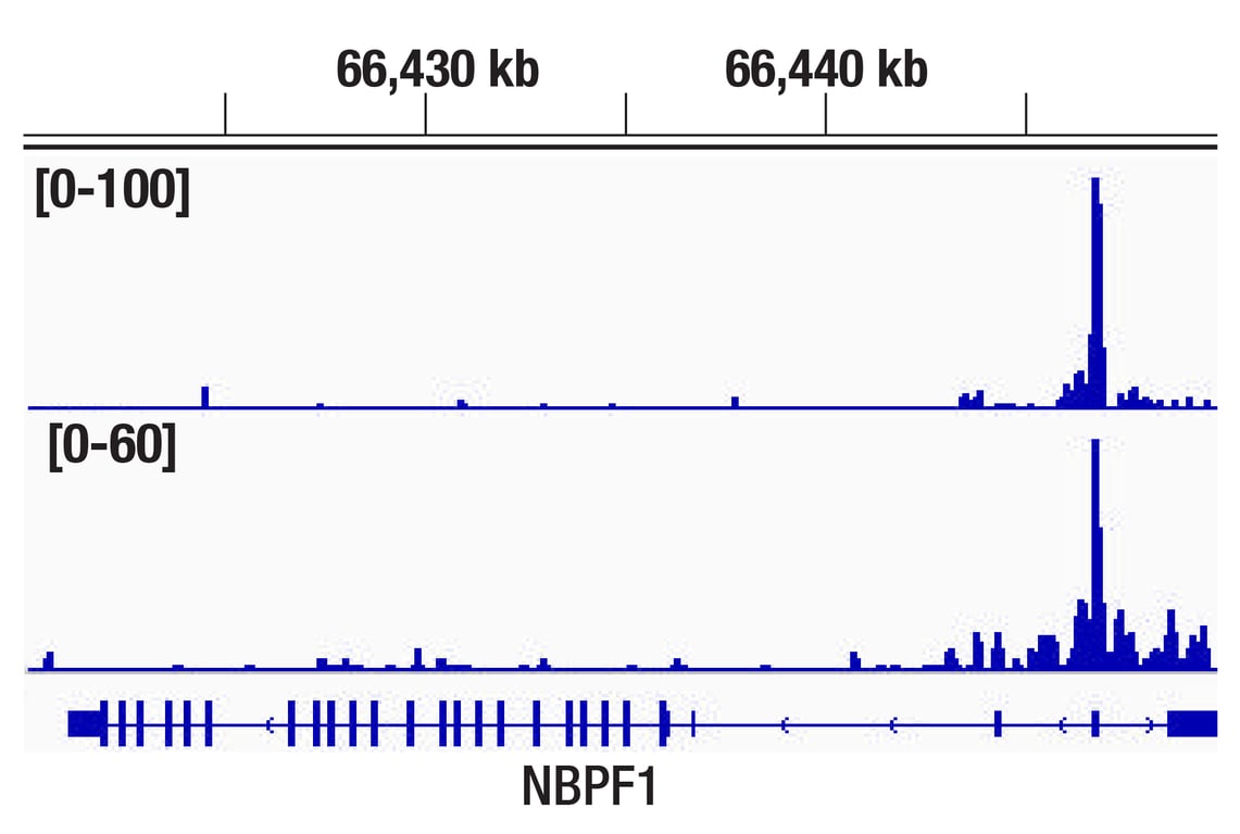 CUT & RUN Image 1: HDAC2 (D6S5P) Rabbit Monoclonal Antibody