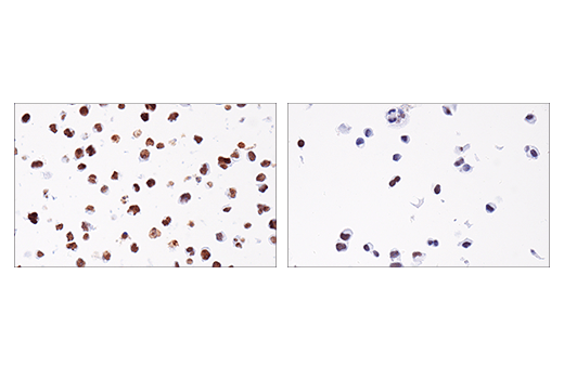 Immunohistochemistry Image 8: EED (E4L6E) Rabbit Monoclonal Antibody (BSA and Azide Free)