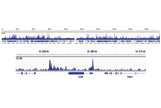 Chromatin Immunoprecipitation Image 2: Ikaros (D6N9Y) Rabbit Monoclonal Antibody