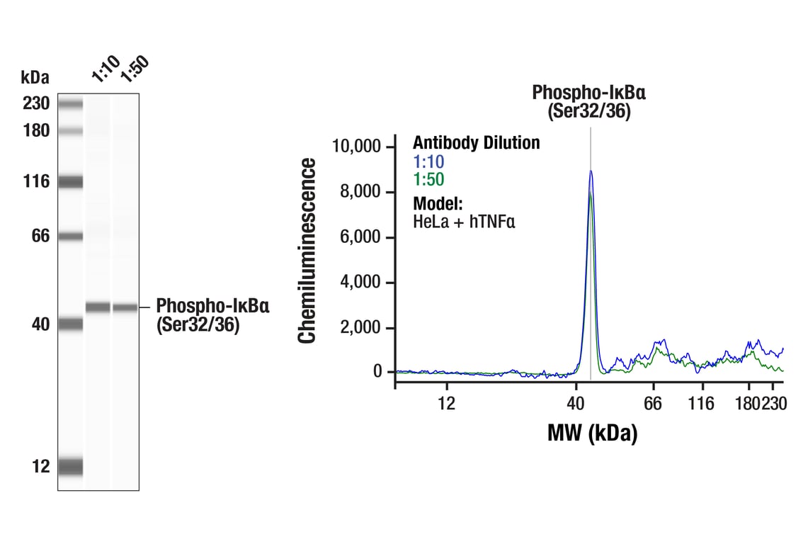 Western Blotting Image 1: Phospho-IkappaB alpha (Ser32/36) (5A5) Mouse Monoclonal Antibody