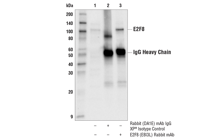 Immunoprecipitation Image 1: E2F8 (E8I3L) Rabbit Monoclonal Antibody