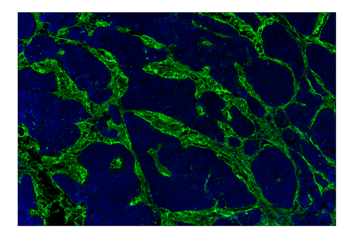Immunohistochemistry Image 2: Hyaluronan Complete Tissue Staining Kit (Alexa Fluor<sup>®</sup> 488)