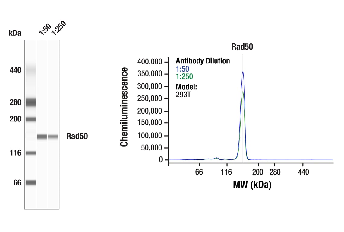 Western Blotting Image 1: Rad50 (E3I8K) Rabbit Monoclonal Antibody