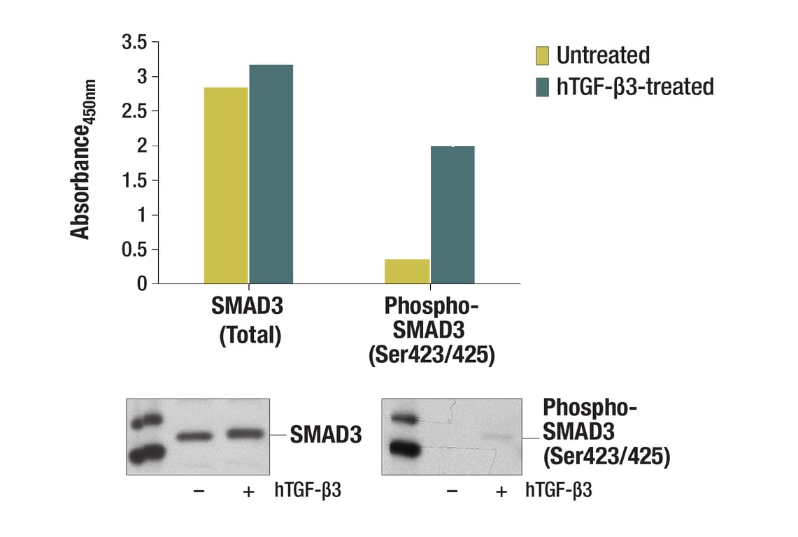 ELISA Image 1: PathScan<sup>®</sup> Total SMAD3 Sandwich ELISA Kit